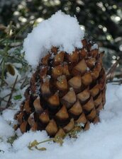 Pinus coulteri Fruit